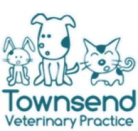 Veterinary surgeon