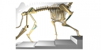 Veterinary intern - west yorkshire