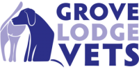 Referral veterinary ophthalmologist