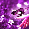 amana anees